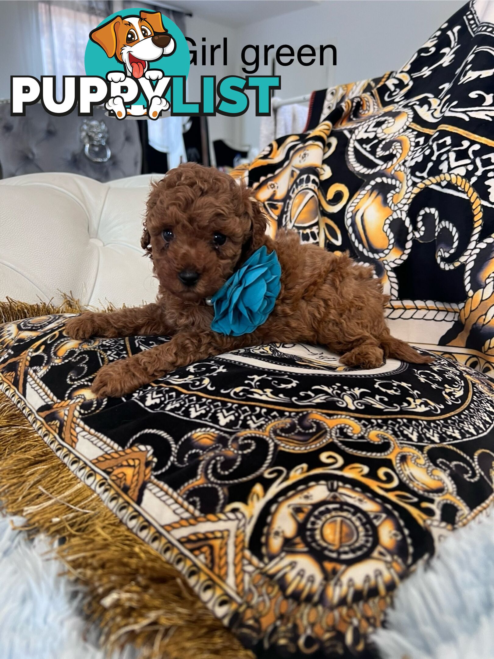 Red Toy poodle puppies looking for new home