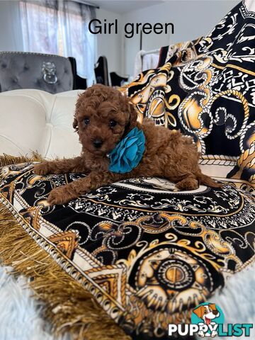 Red Toy poodle puppies looking for new home