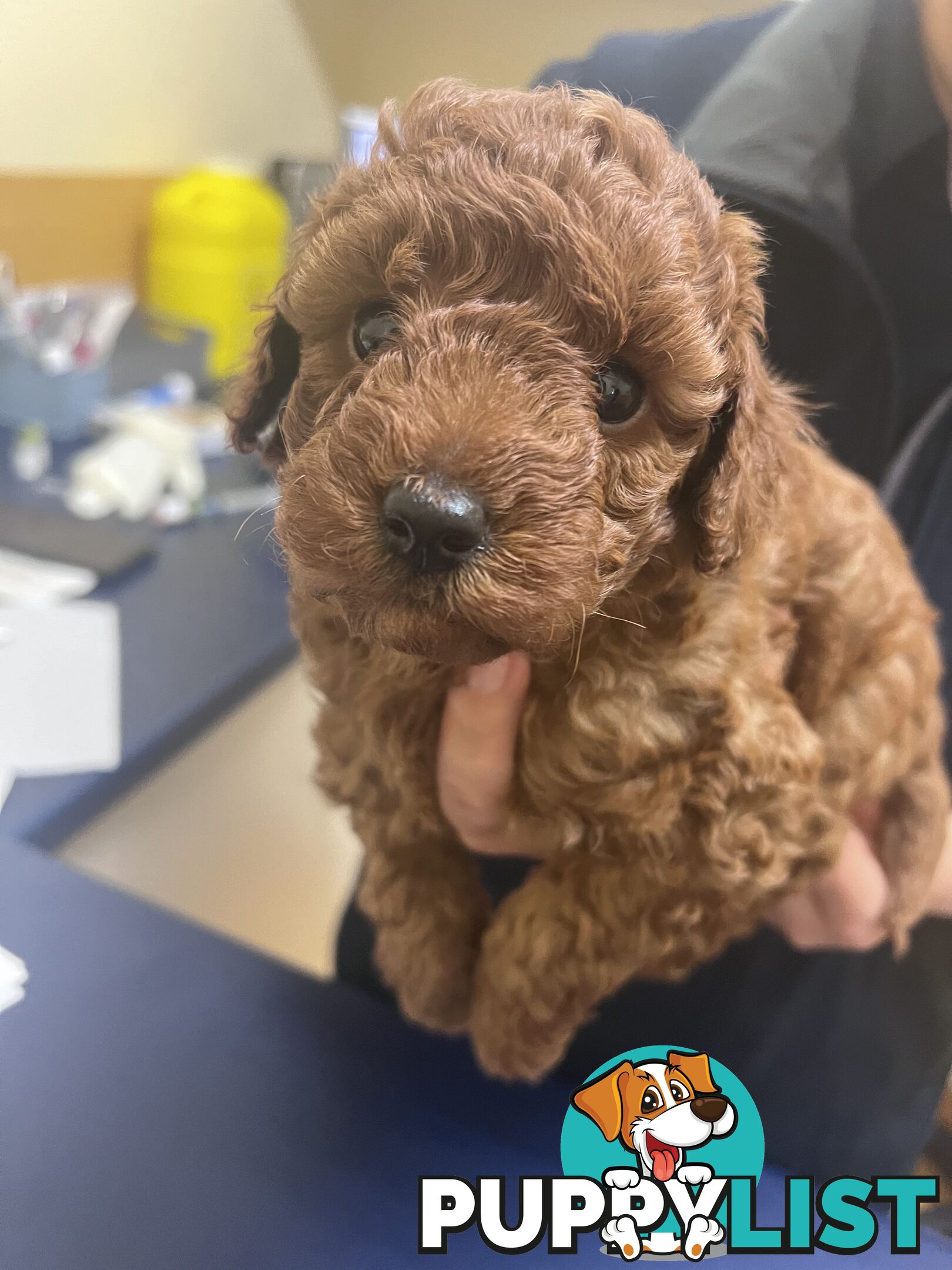 Red Toy poodle puppies looking for new home