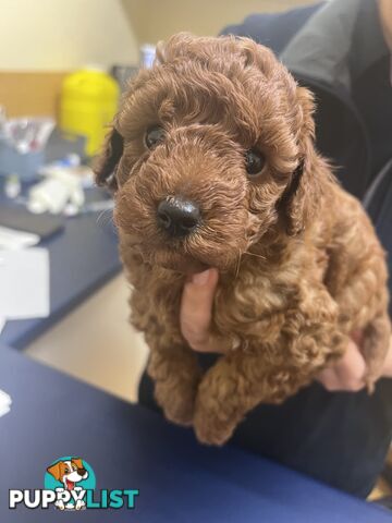 Red Toy poodle puppies looking for new home