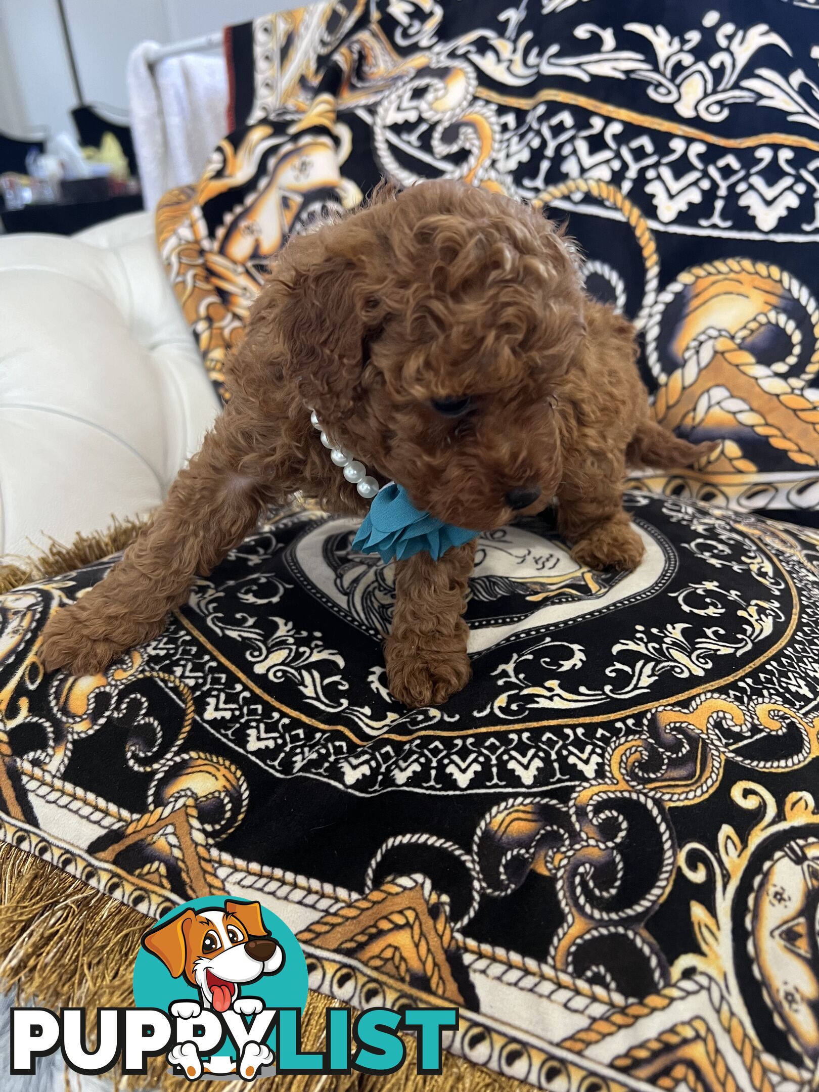 Red Toy poodle puppies looking for new home