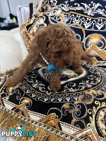 Red Toy poodle puppies looking for new home