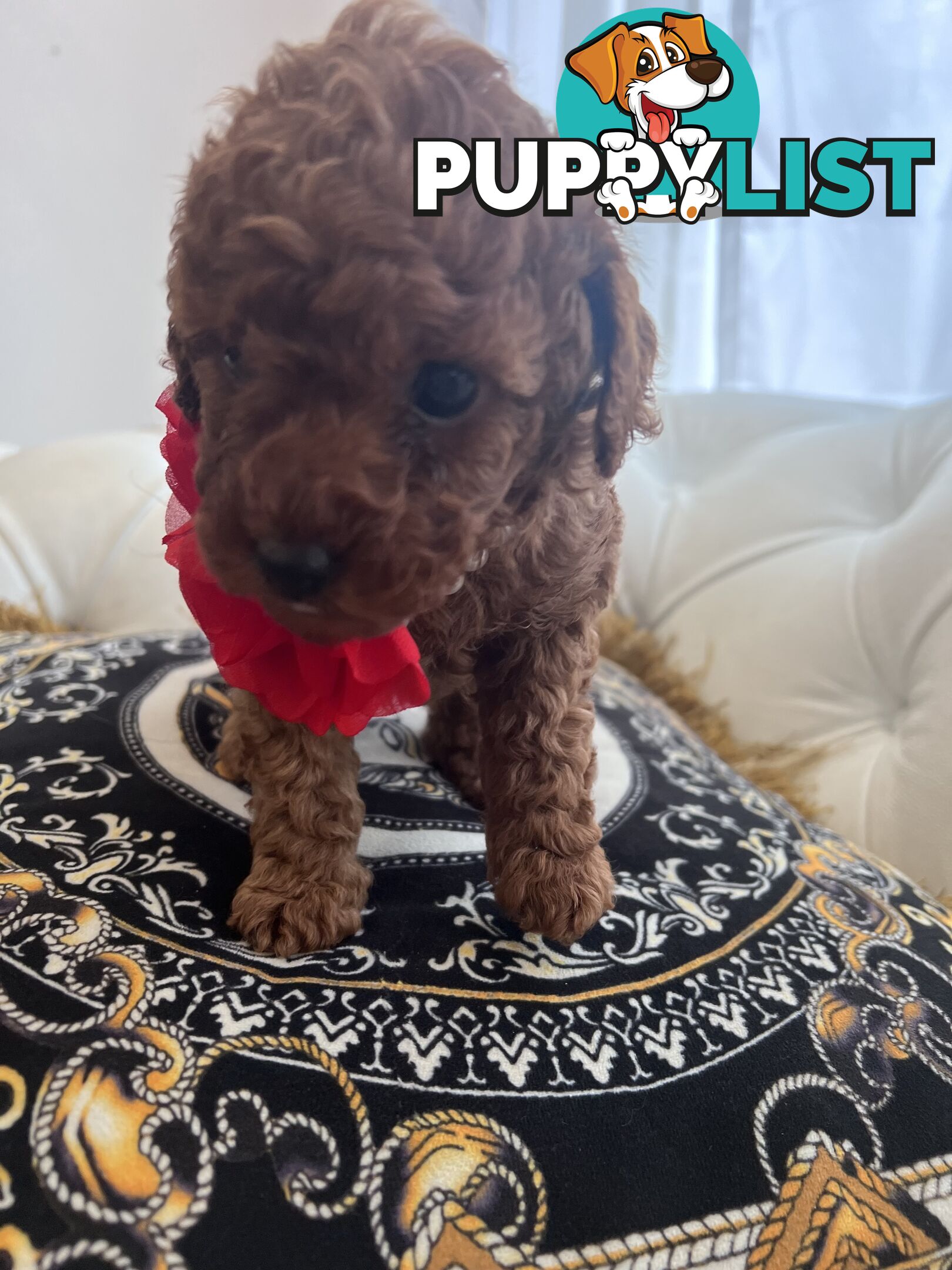 Red Toy poodle puppies looking for new home