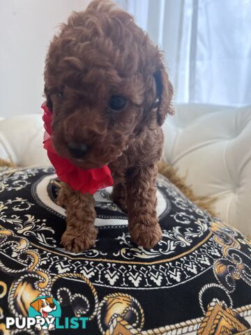 Red Toy poodle puppies looking for new home