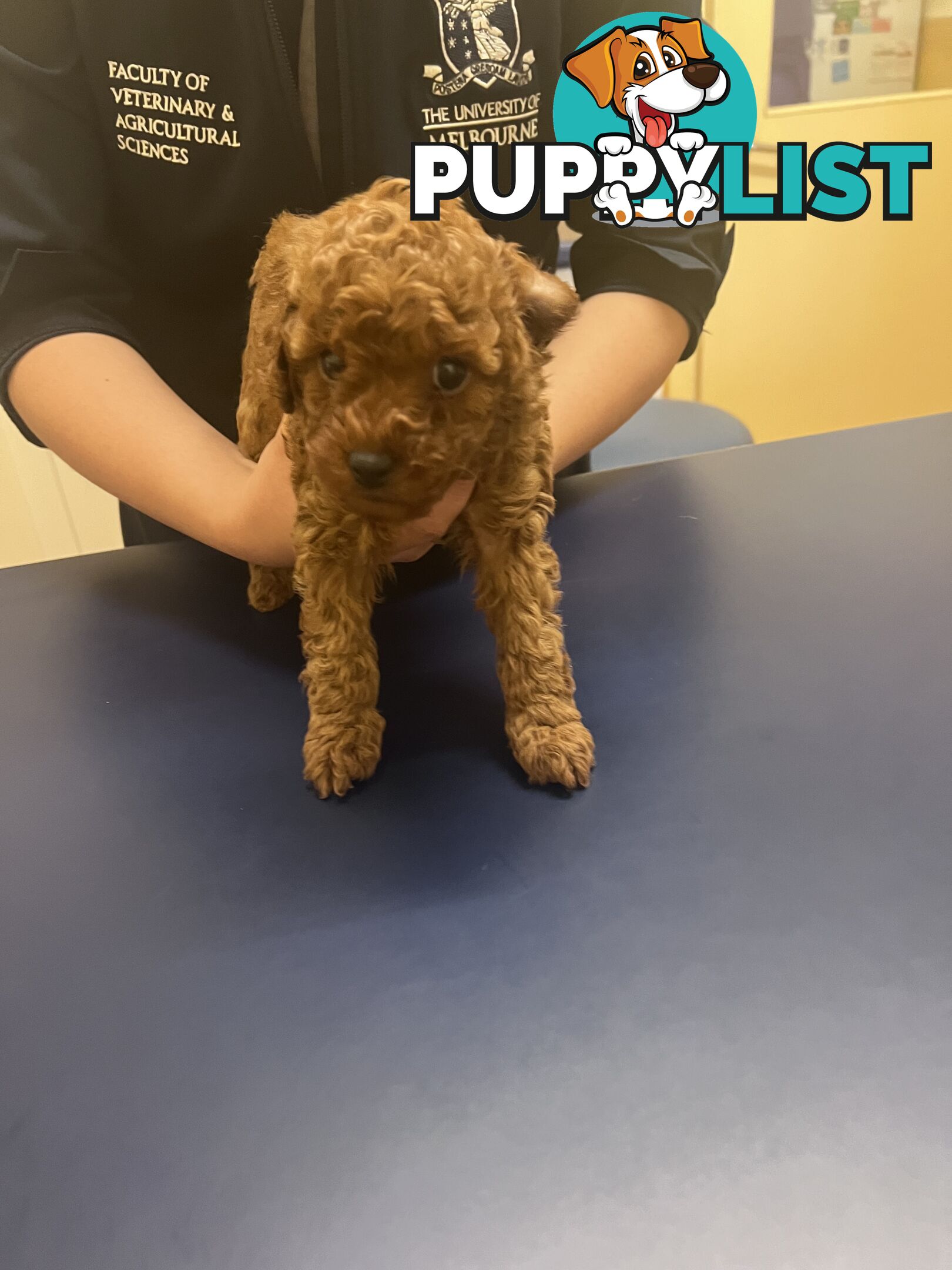 Red Toy poodle puppies looking for new home