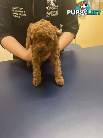 Red Toy poodle puppies looking for new home