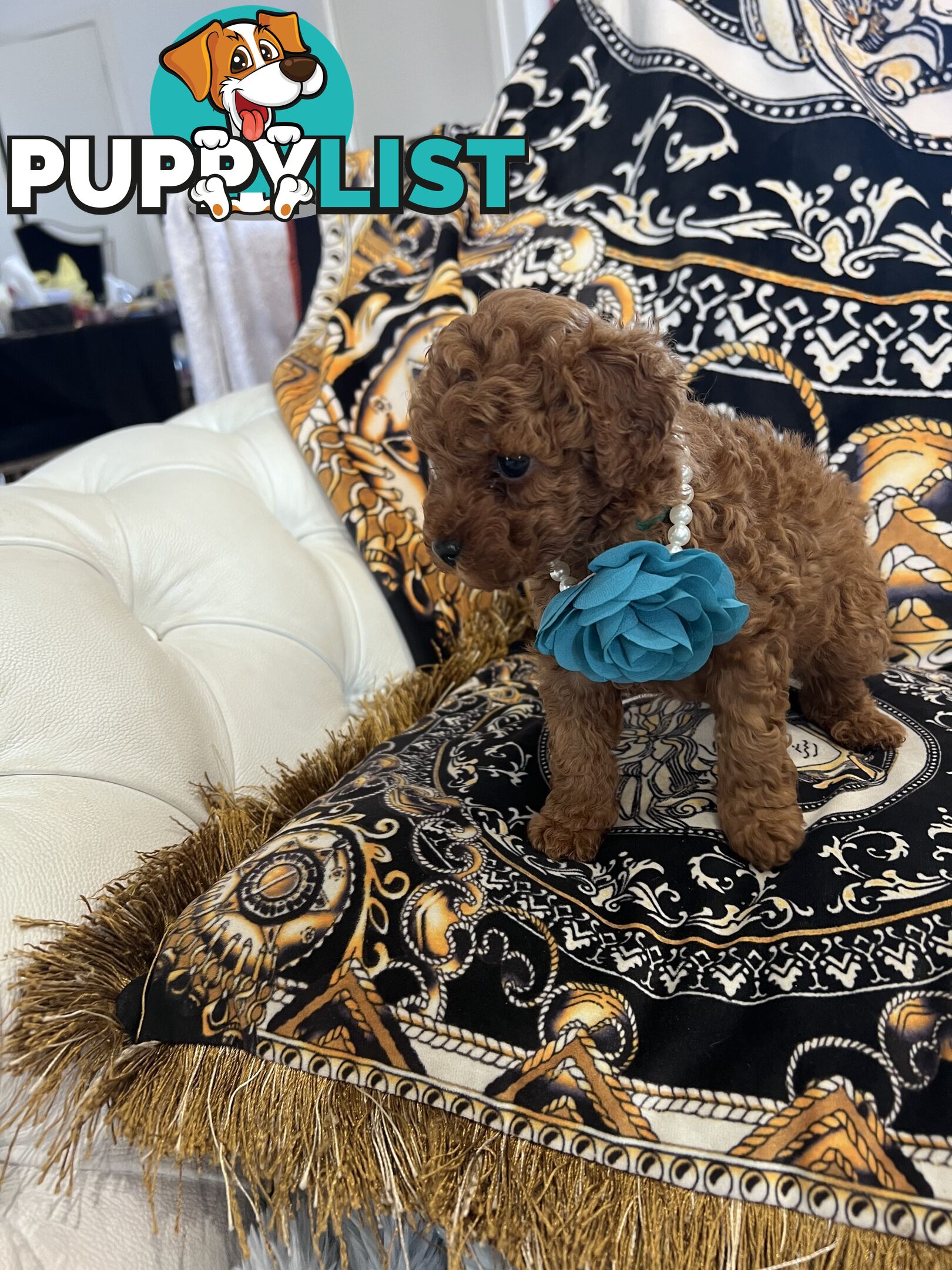 Red Toy poodle puppies looking for new home