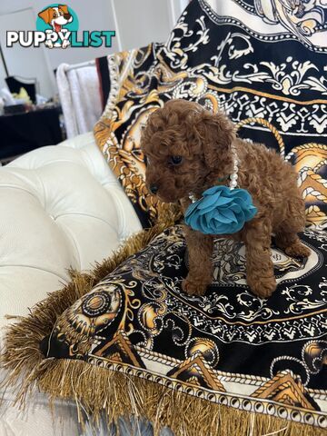 Red Toy poodle puppies looking for new home