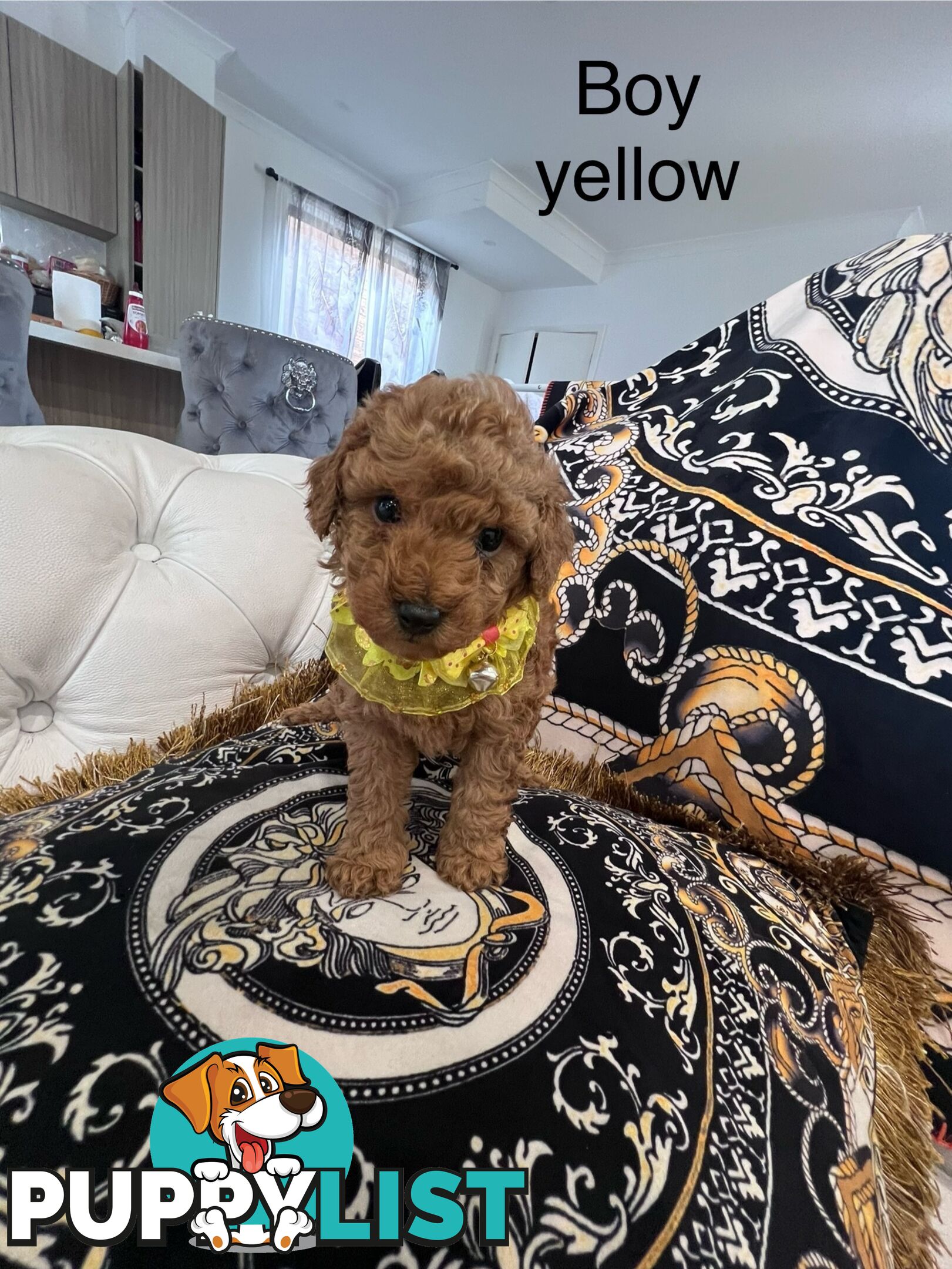 Red Toy poodle puppies looking for new home