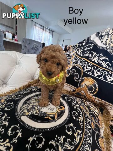 Red Toy poodle puppies looking for new home