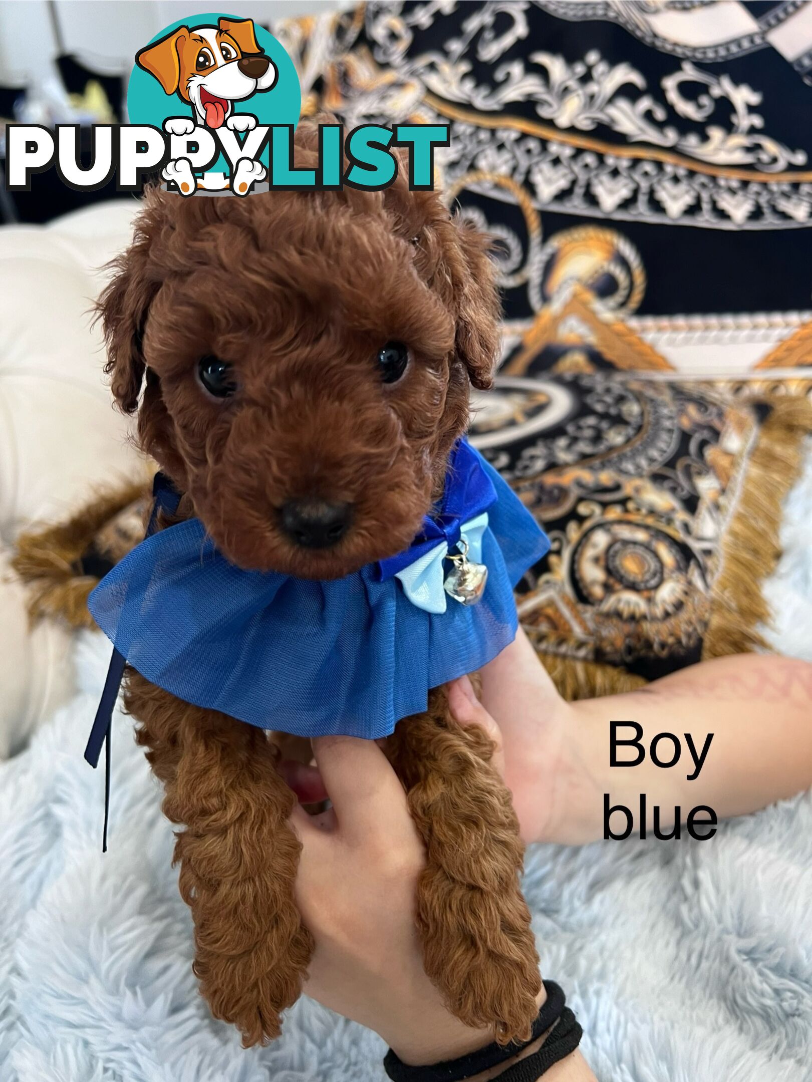 Red Toy poodle puppies looking for new home