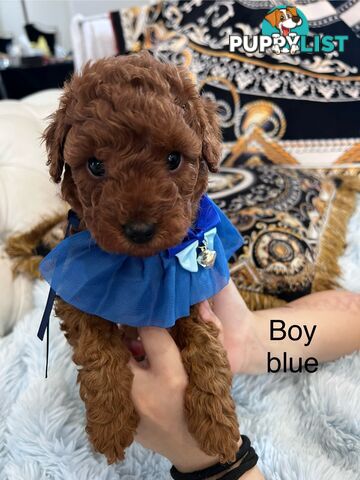 Red Toy poodle puppies looking for new home