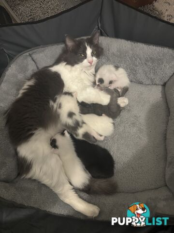 3/4 Ragdoll X 1/4 Domestic Kittens