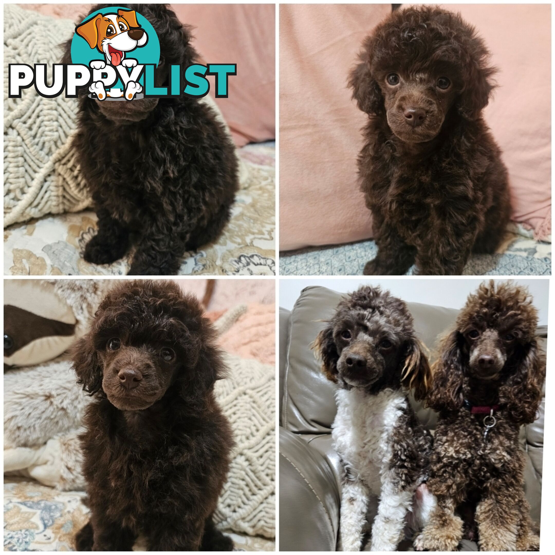 Toy poodle puppies