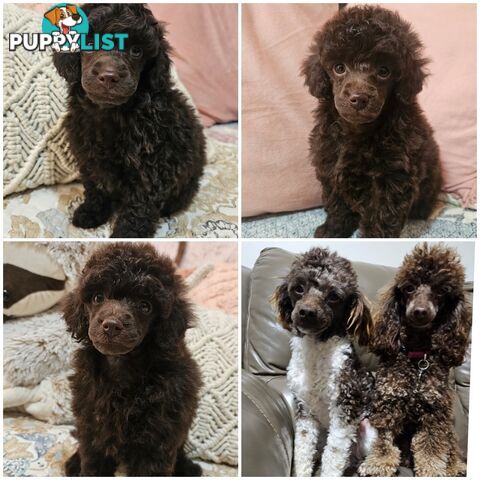 Toy poodle puppies