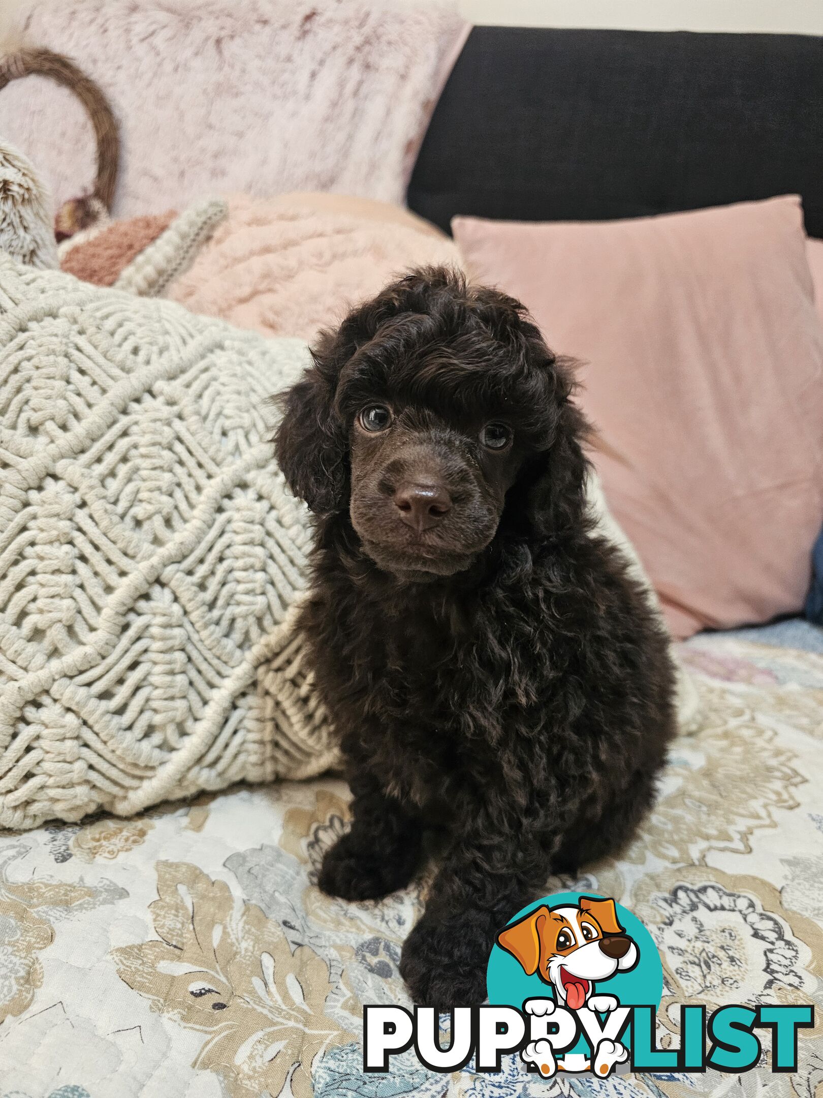 Toy poodle puppies