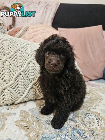 Toy poodle puppies