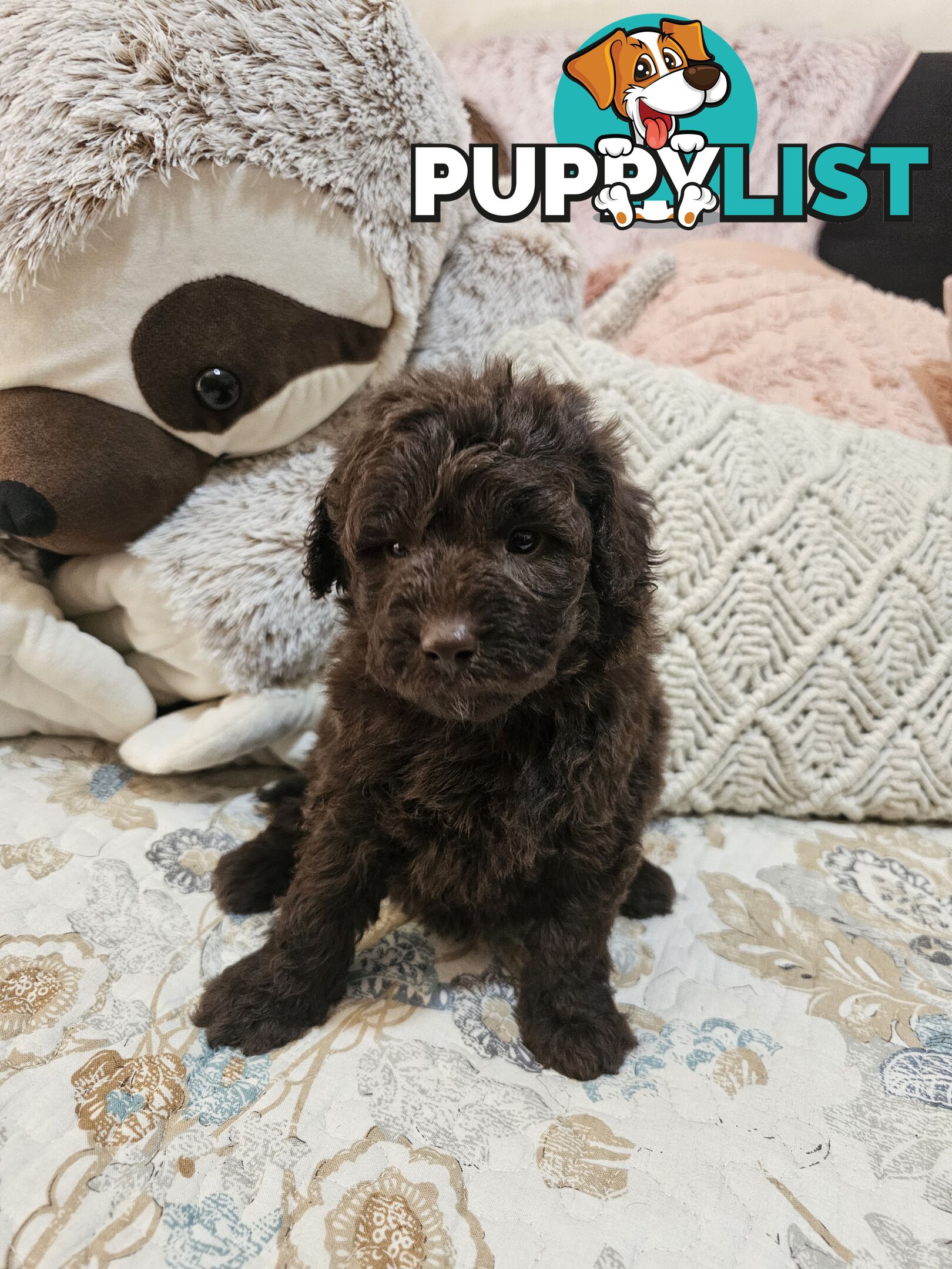 Toy poodle puppies