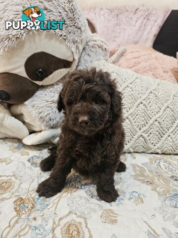 Toy poodle puppies