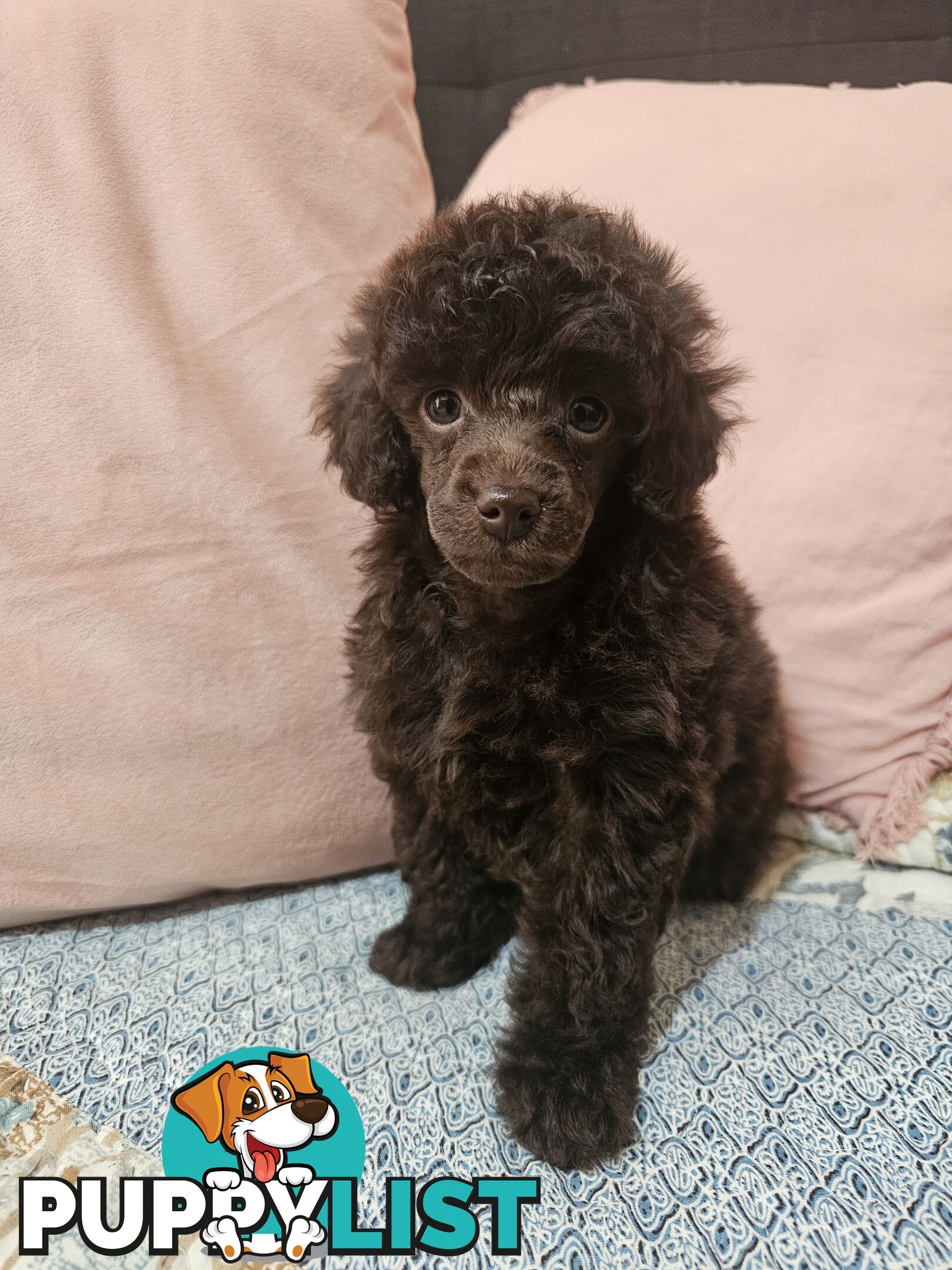 Toy poodle puppies