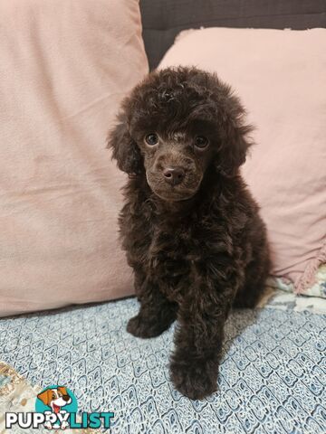 Toy poodle puppies