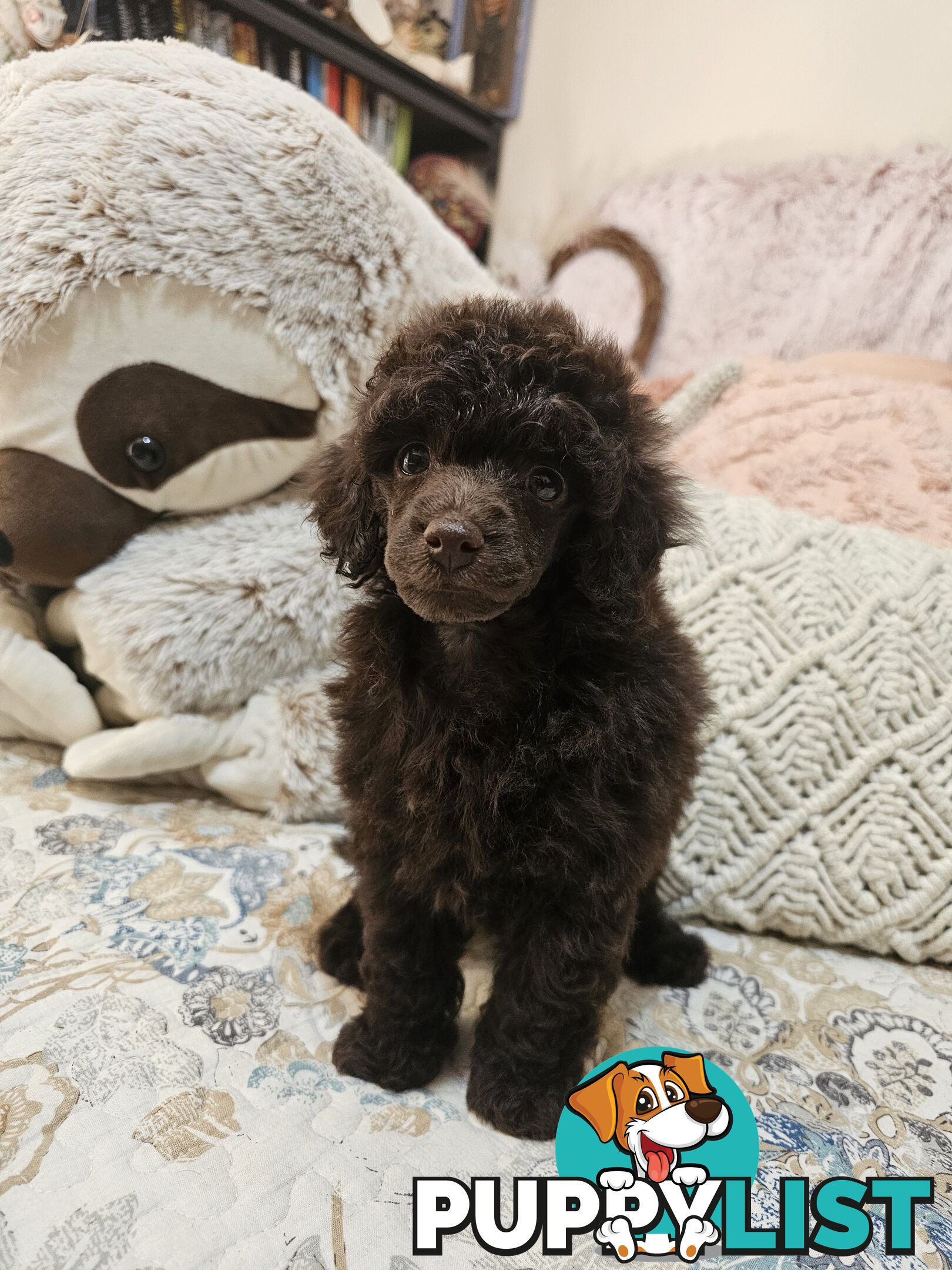 Toy poodle puppies