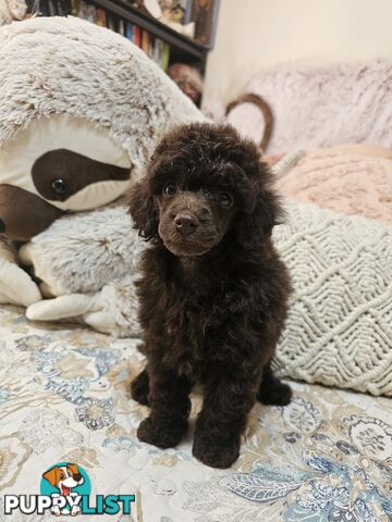 Toy poodle puppies