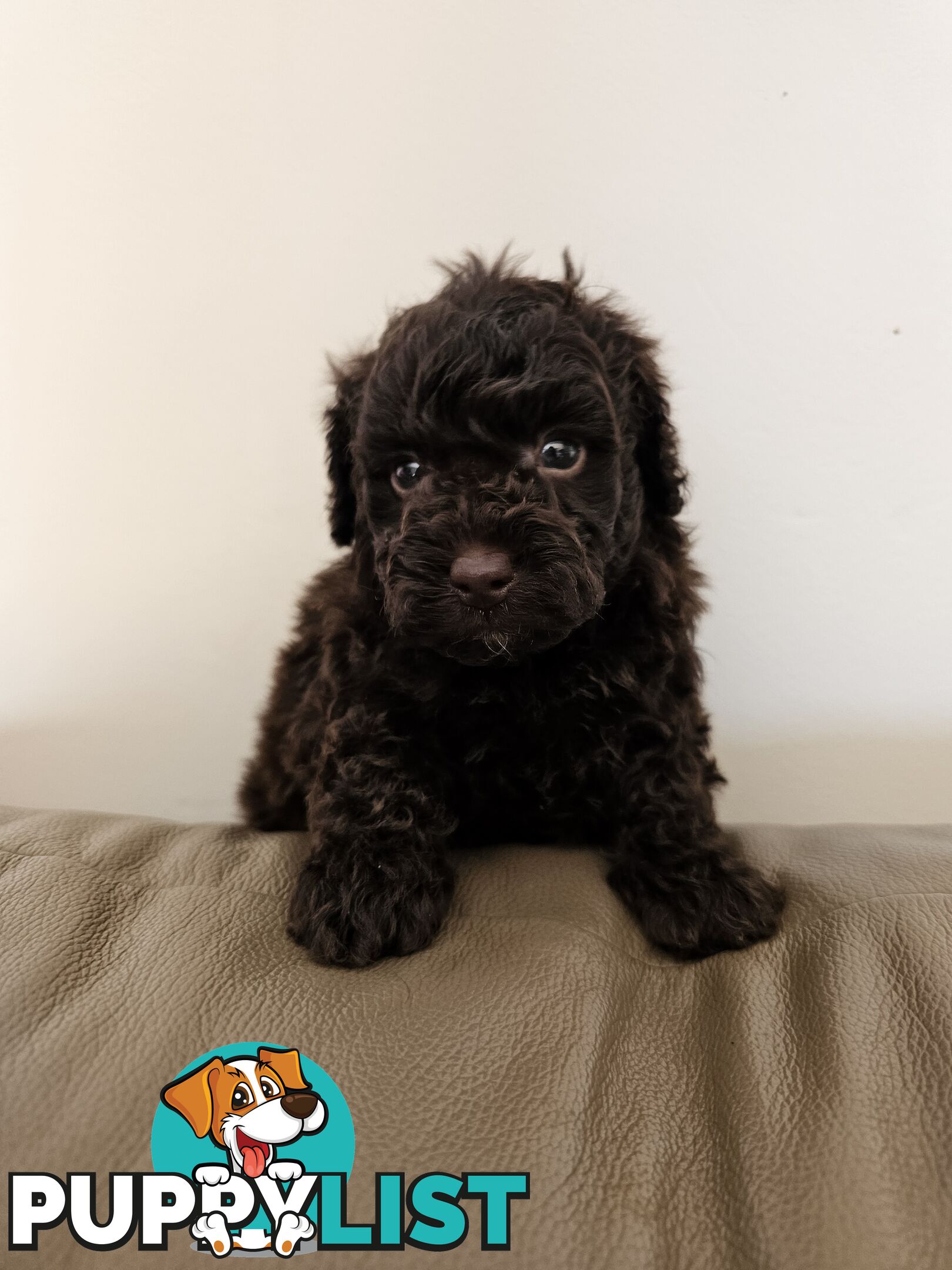 Toy poodle puppies