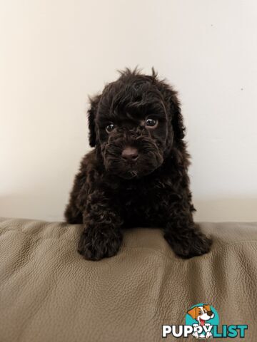 Toy poodle puppies