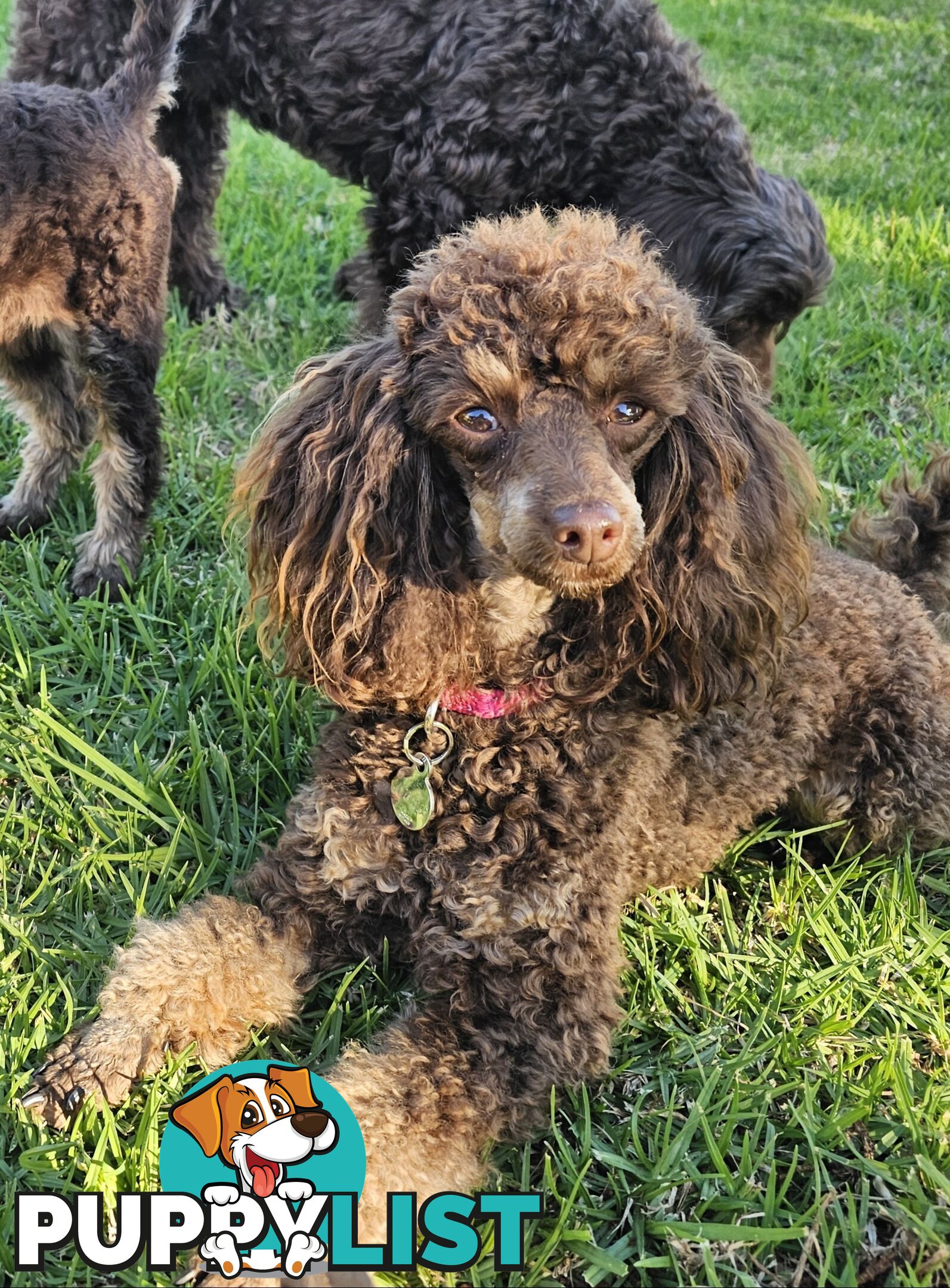 Toy poodle puppies