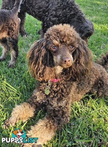 Toy poodle puppies