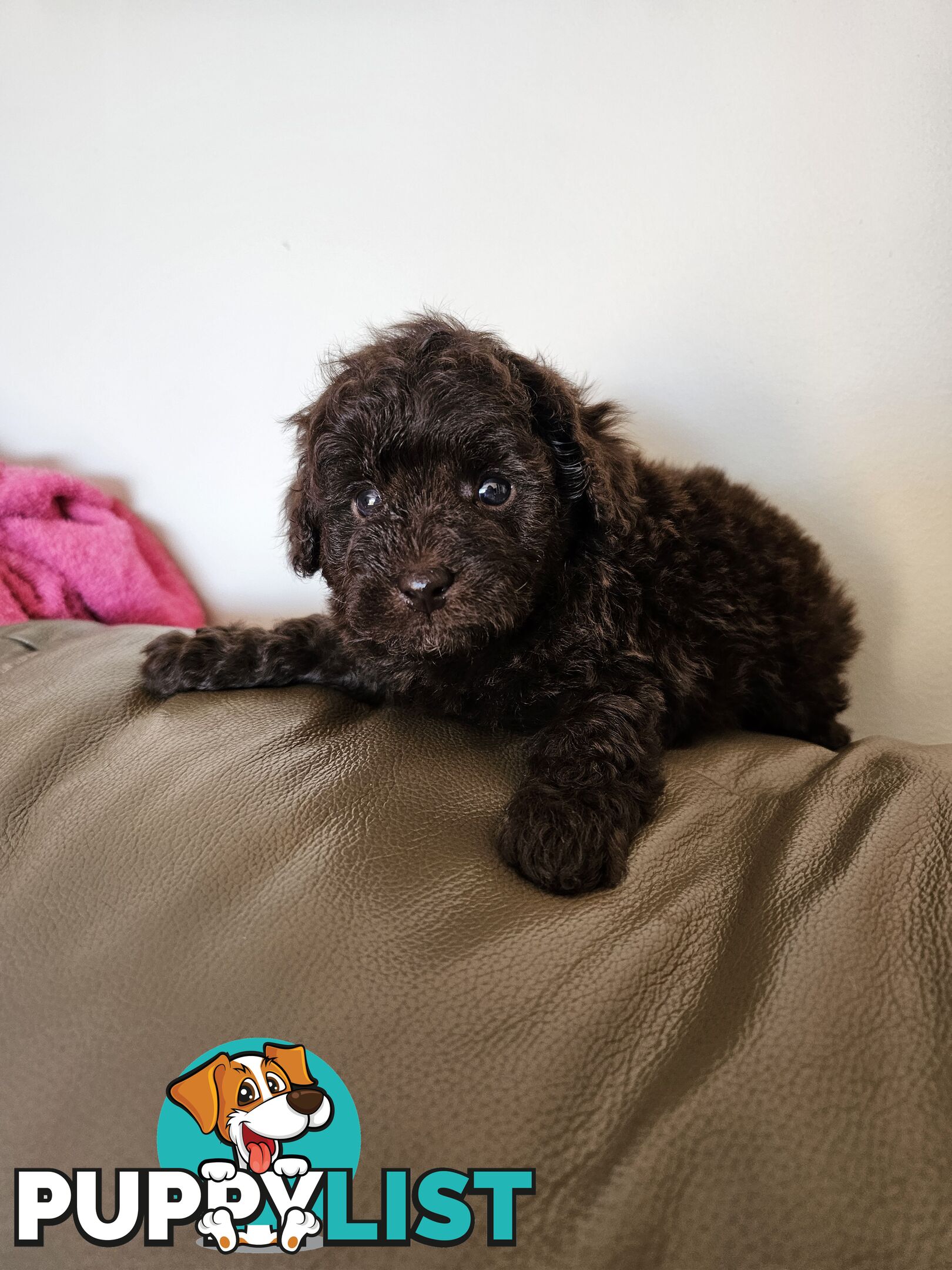 Toy poodle puppies