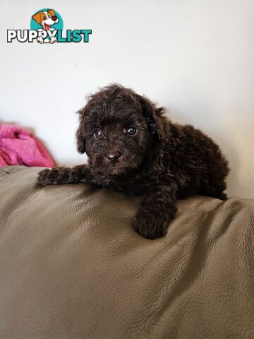 Toy poodle puppies