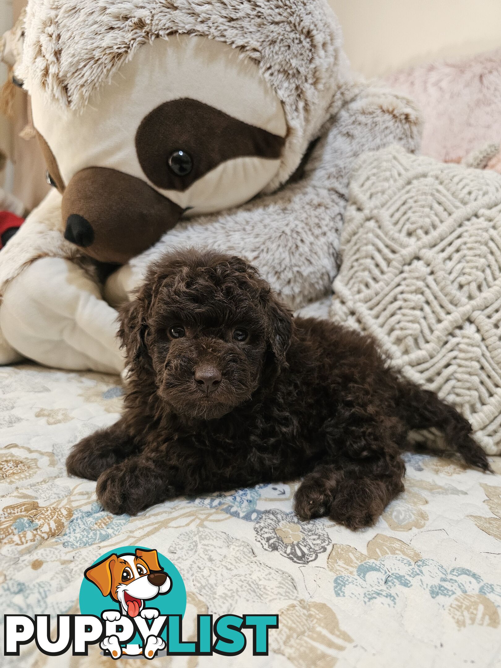 Toy poodle puppies