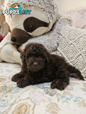 Toy poodle puppies