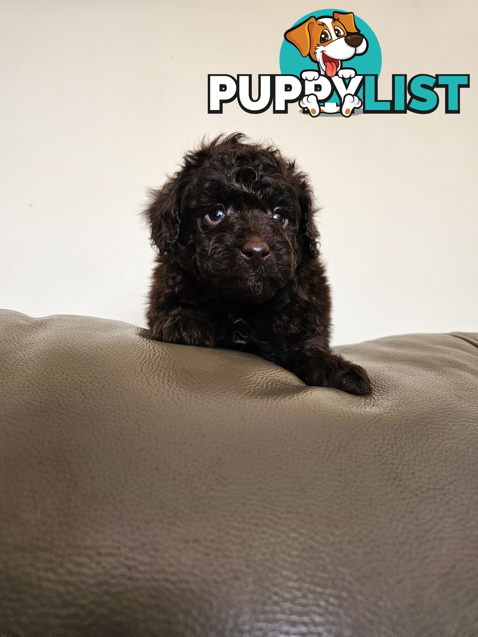 Toy poodle puppies