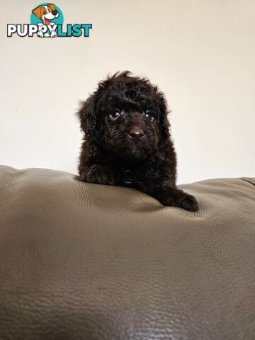 Toy poodle puppies