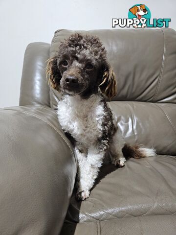 Toy poodle puppies