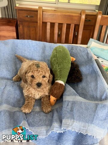 Poochon pups.