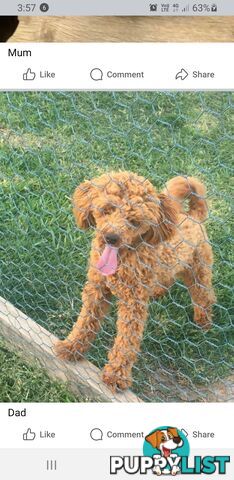 Poochon pups.