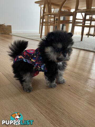 Pomeranian puppies the very BEST