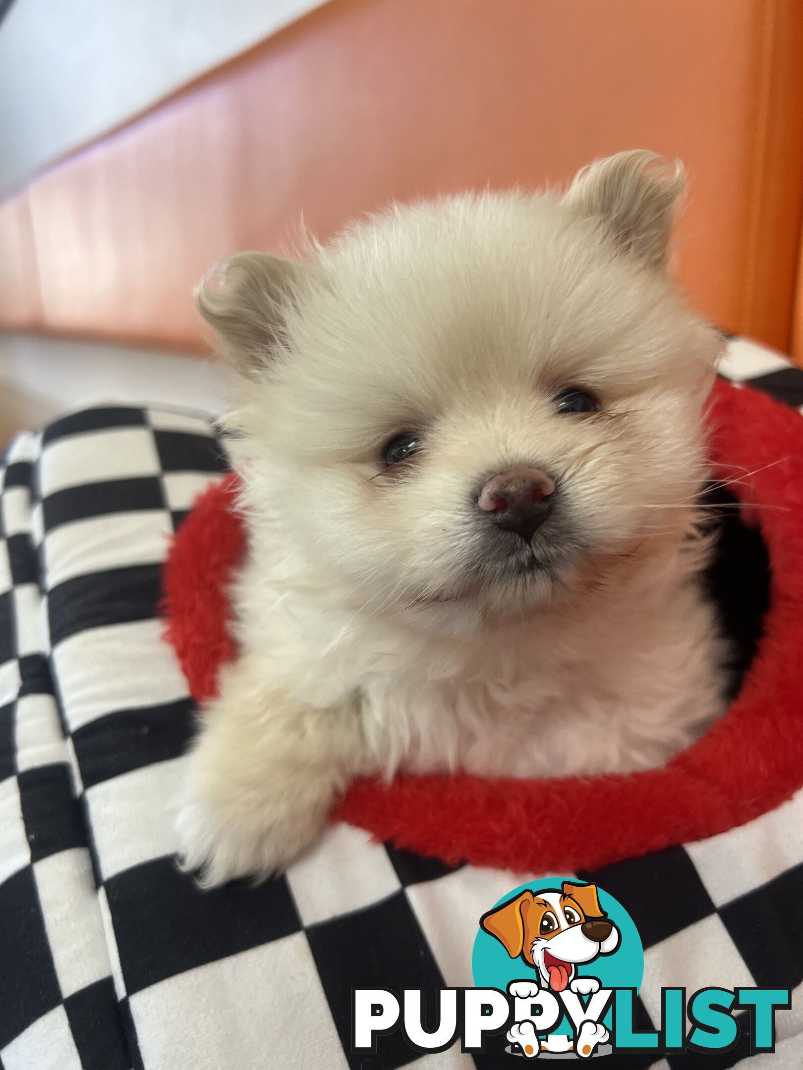 Pomeranian puppies the very BEST
