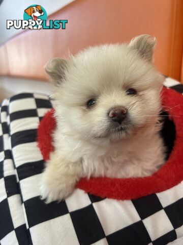 Pomeranian puppies the very BEST