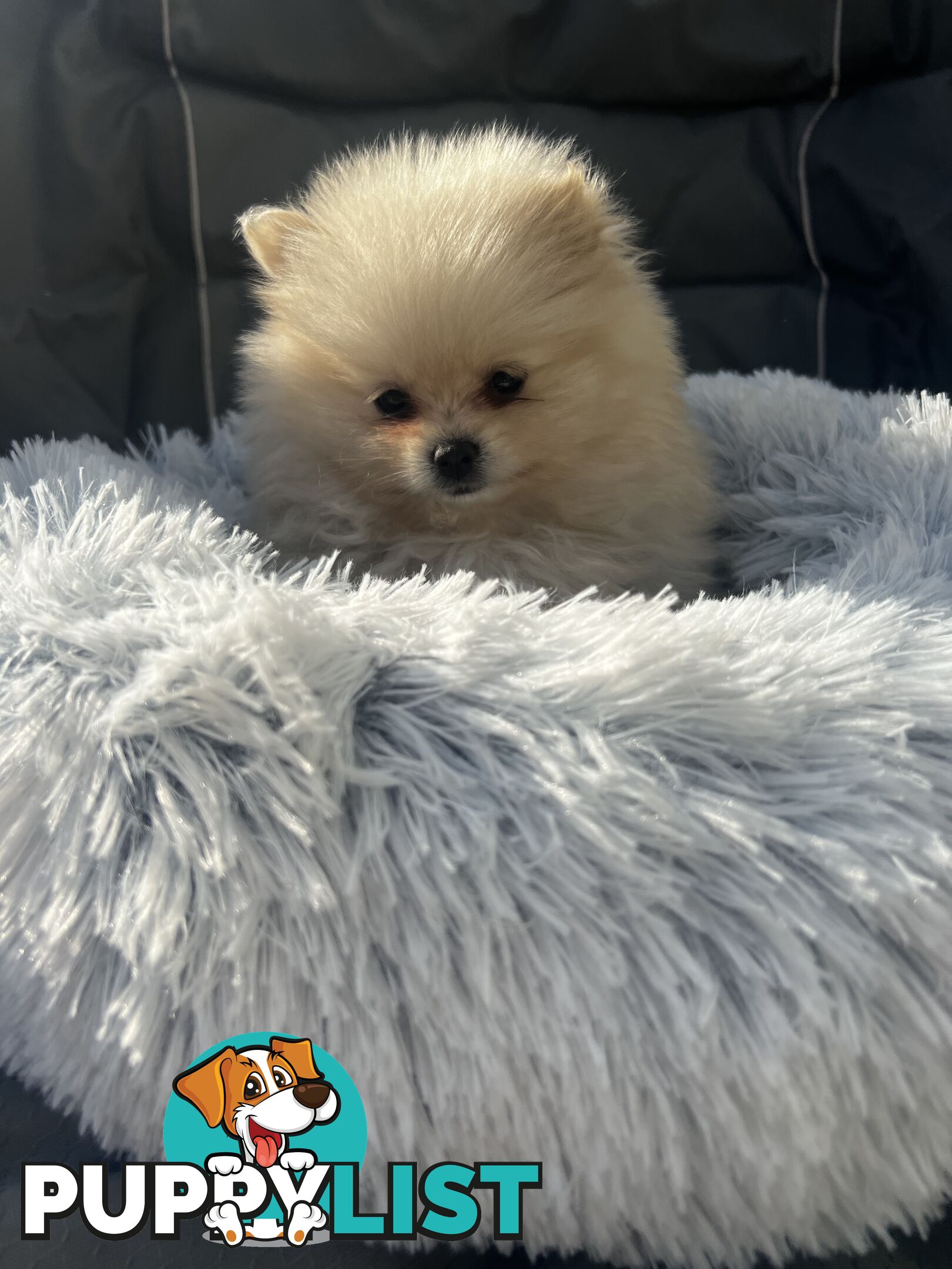Pomeranian puppies the very BEST
