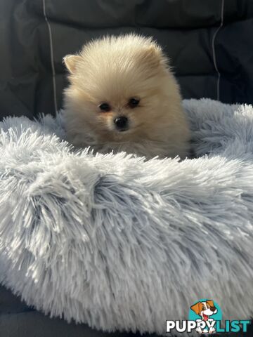 Pomeranian puppies the very BEST