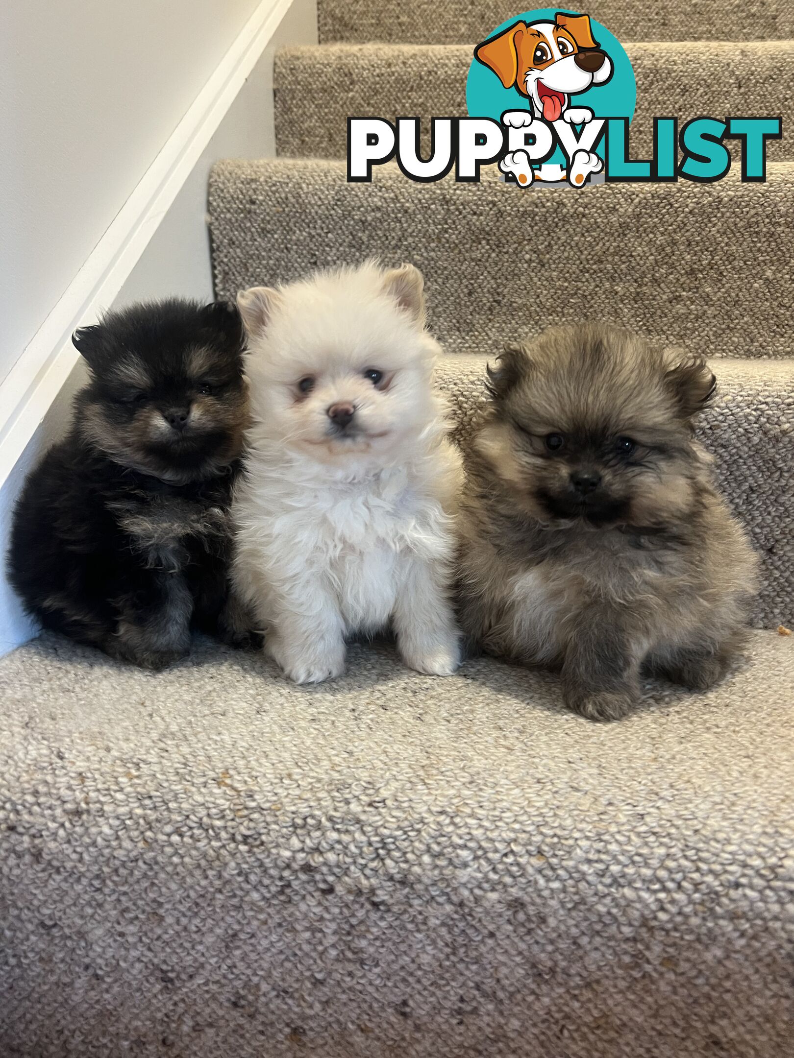 Pomeranian puppies the very BEST