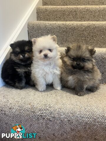 Pomeranian puppies the very BEST