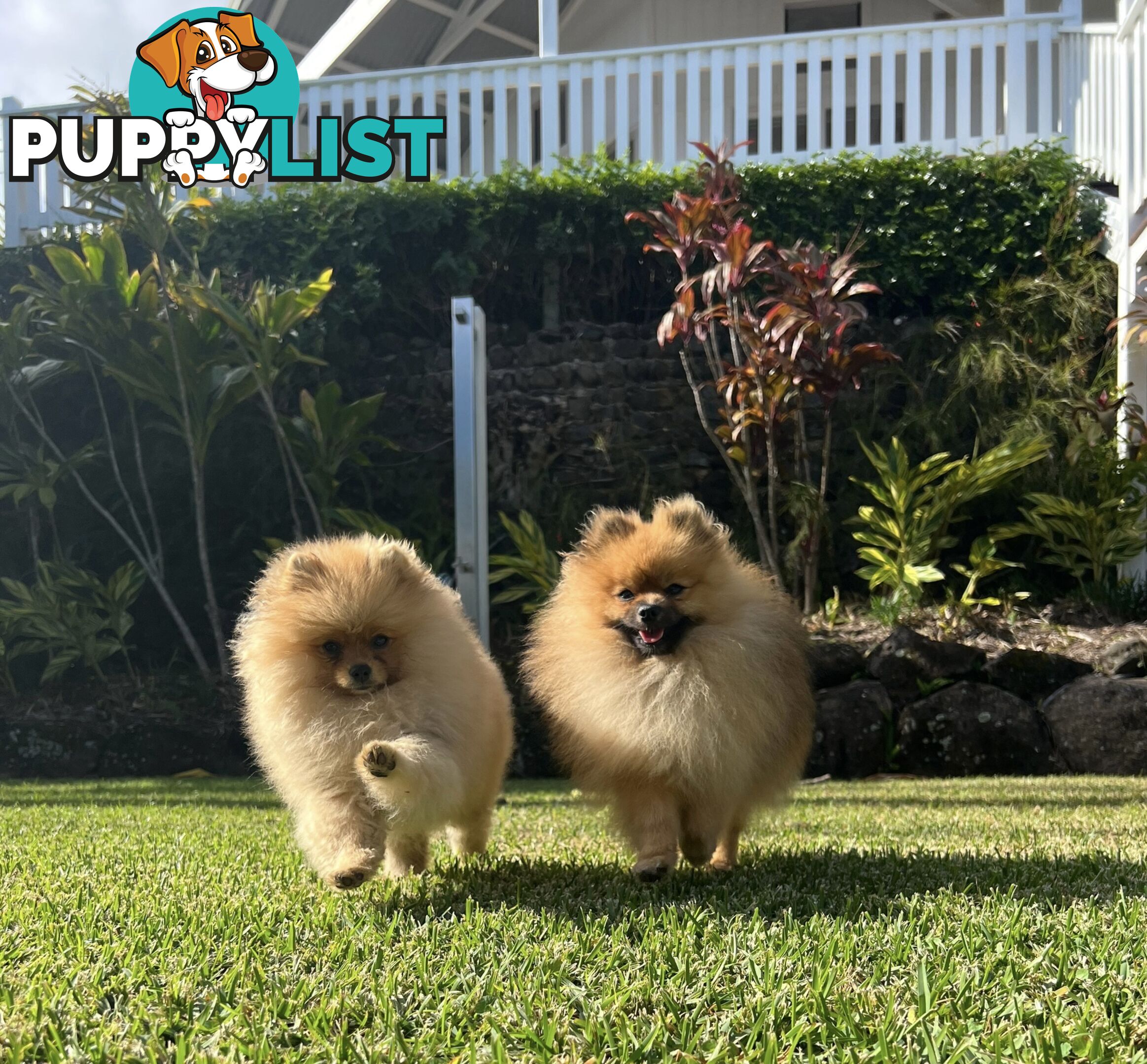 Pomeranian puppies the very BEST