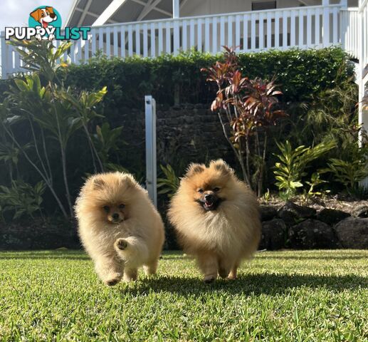 Pomeranian puppies the very BEST