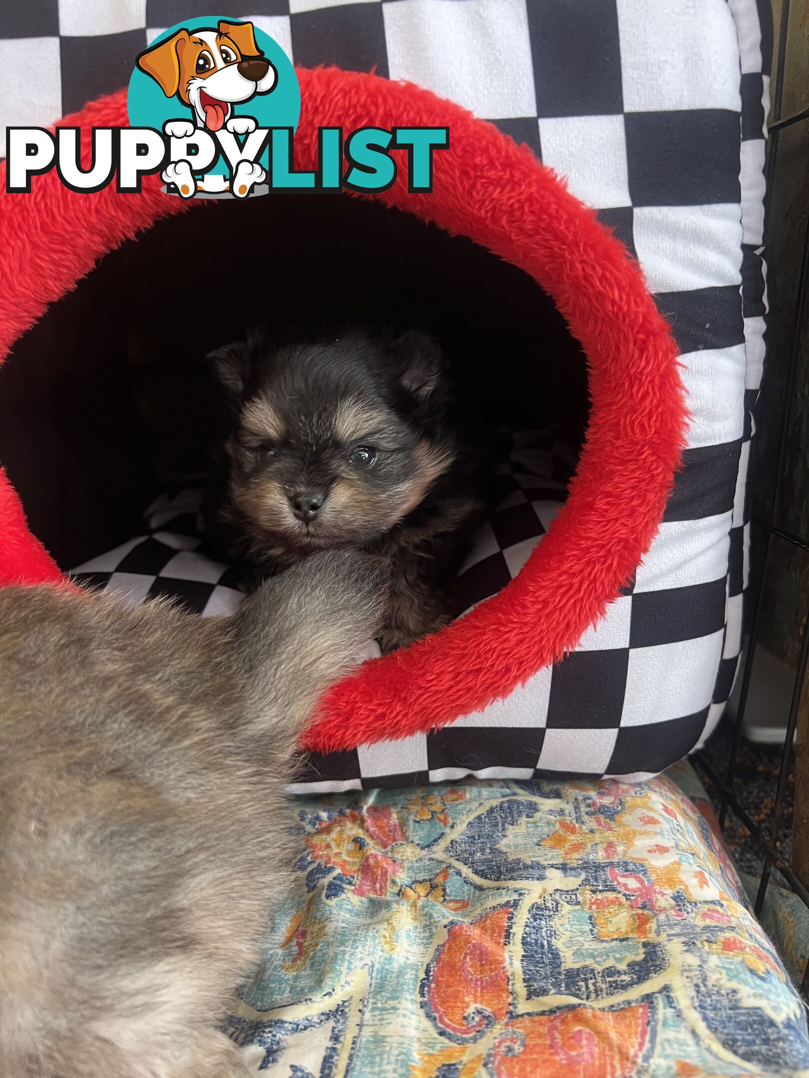 Pomeranian puppies the very BEST